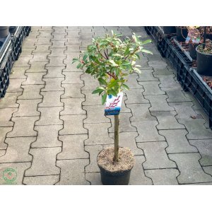 Vŕba štíhlopestíková (Salix gracilistyla) ´MOUNT ASO´® - výška 50-70 cm, kont. C2L - NA KMIENKU